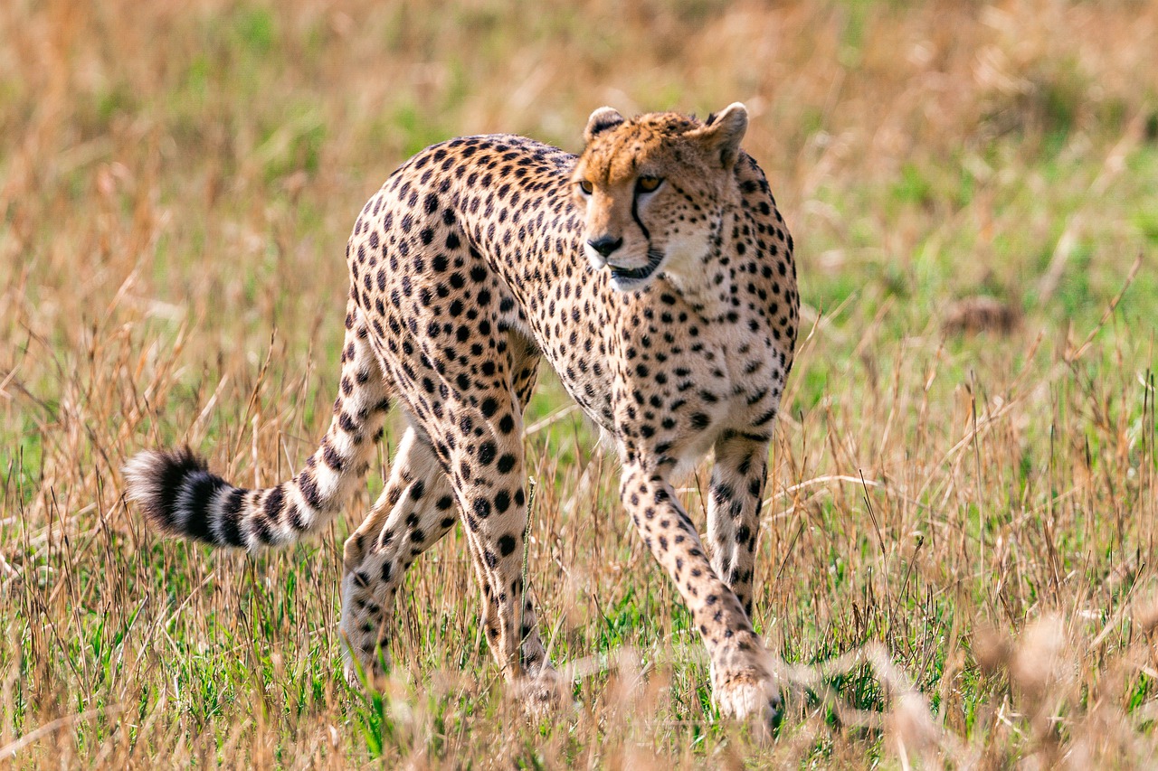 cheetah
