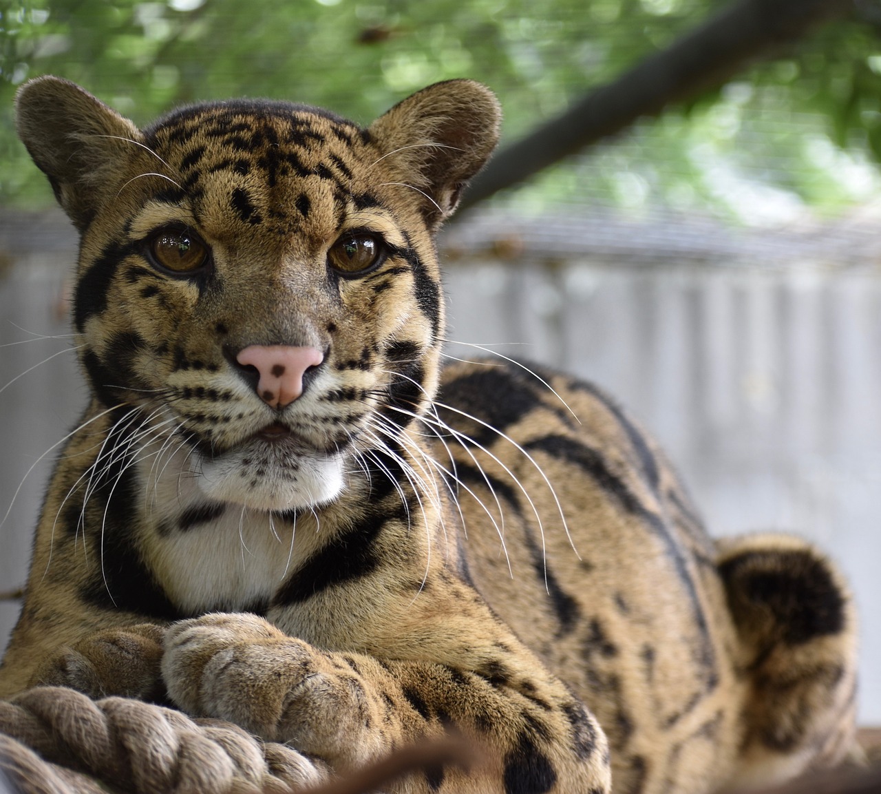 clouded-leopard